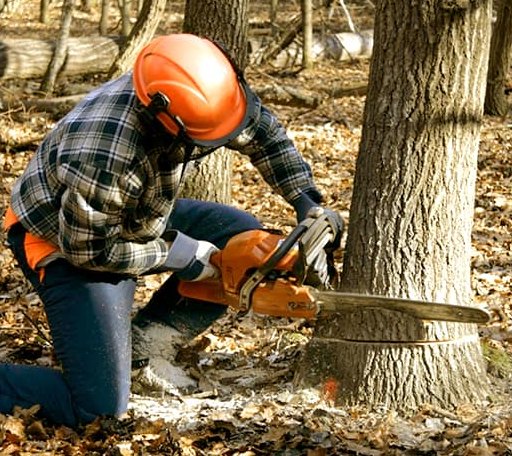 Tree Removal in Pinola, MS